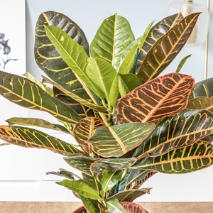 Croton petra d17 sans cache-pot