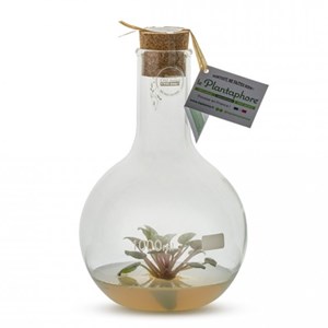 Plantaphore autonome st paulia blanc 1l