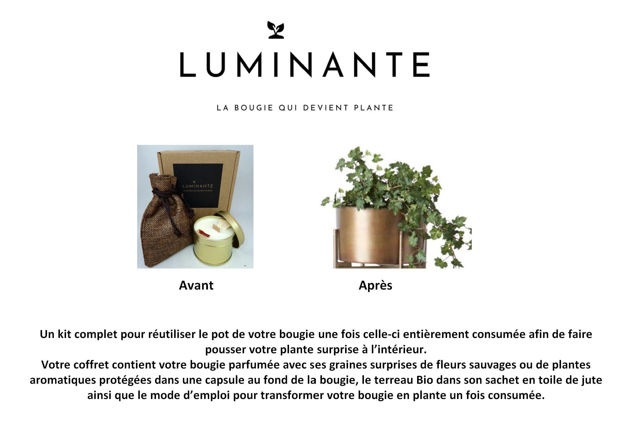 La bougie qui devient plante pom'd'amour