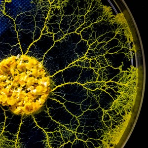 Kit élevage blob pour enfants