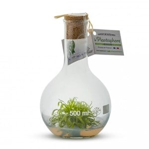 Plantaphore plante carnivore blanc 500ml