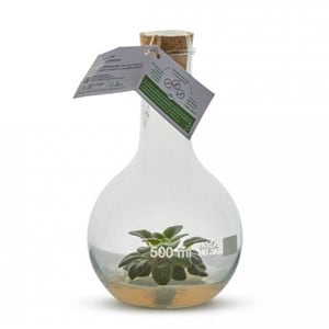 Plantaphore st paulia blanc 500 ml