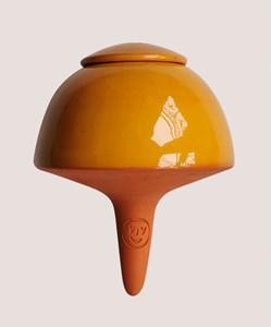 Papa champi jaune