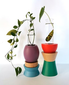 Kit de bouturage muskari orient