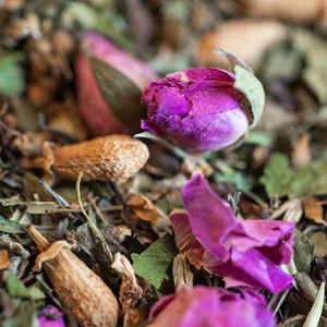 Tisane nuit paisible bio 50g