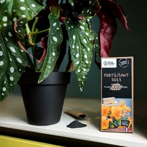 Biochar fertilisant plantes fleurs pot