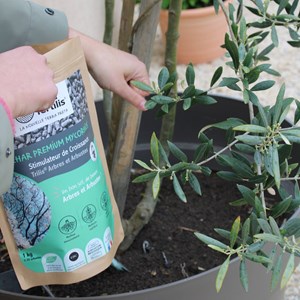 Biochar mycorhizé fertilisant arbres 1kg