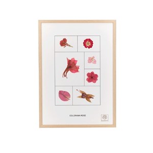 Herbier colorama rose - cadre bois