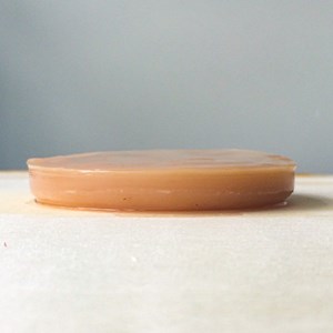 Mère de kombucha fraîche bio