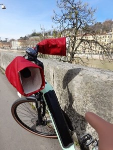 Suzon guidon courbé bordeaux