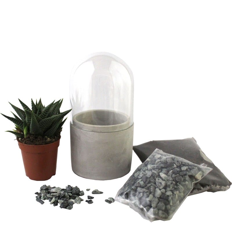 Kit Terrarium humide 1 plante Fittonia - Réconciliation Végétale