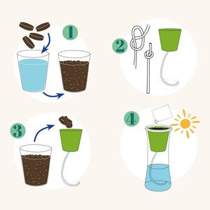 Jardin autonome : persil - bio