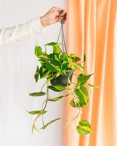 Philodendron scandens brazil