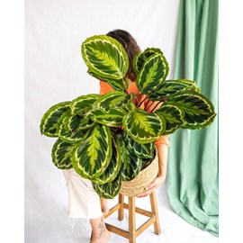 Calathea médaillon