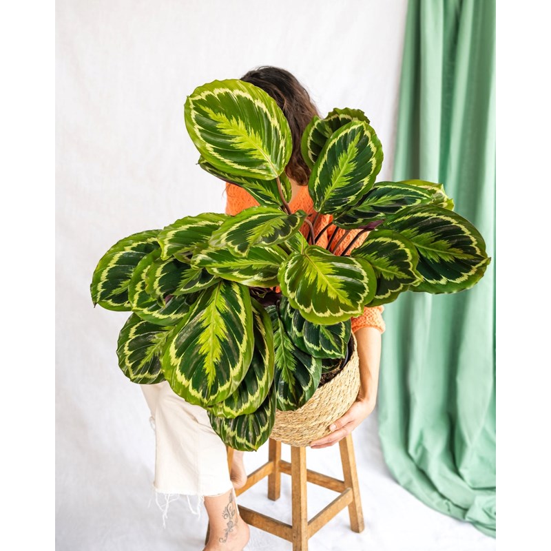 Calathea médaillon