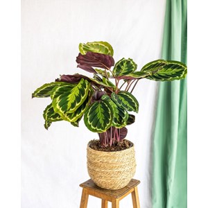 Calathea médaillon