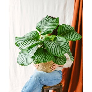 Calathea orbifolia