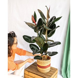 Ficus abidjan xl