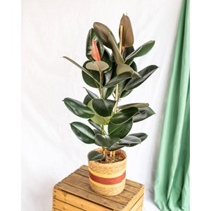 Ficus abidjan xl