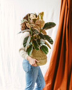 Ficus elastica belize