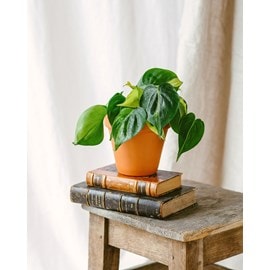 Philodendron brazil