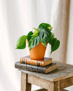 Philodendron brazil