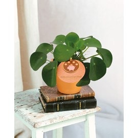 Pilea peperomioides