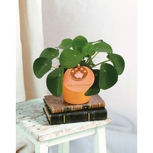 Pilea peperomioides