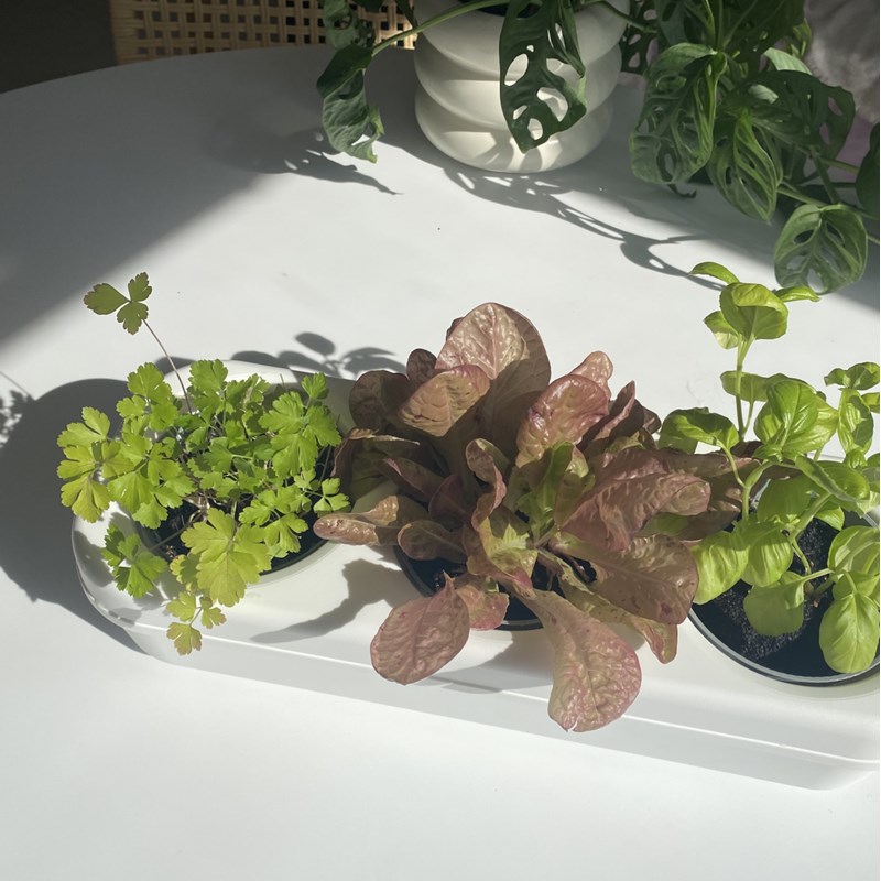 The Urban Permaculture - Kit potager urbain bio - salade colorée