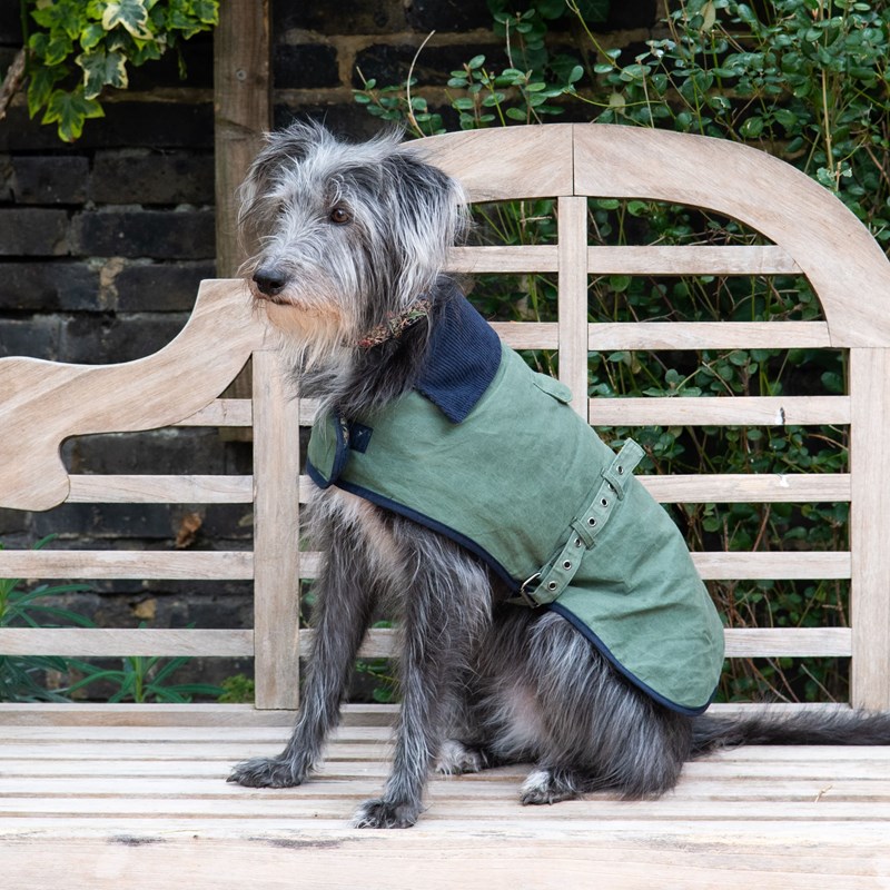 Maison Royal Garden - Manteau s pour chien w. Morris