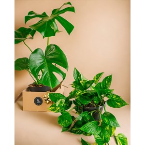 Duo de plantes star - monstera & pothos