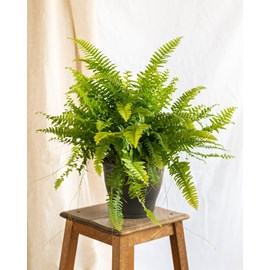 Grande fougère de boston