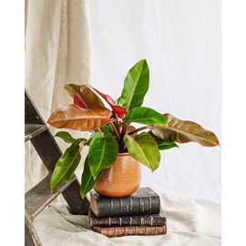 Philodendron prince of orange