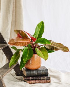 Philodendron prince of orange