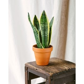 Sansevieria futura superba