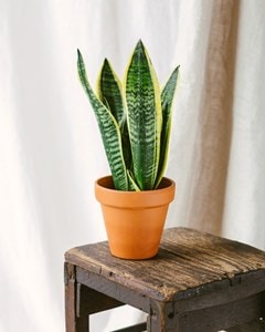 Sansevieria futura superba