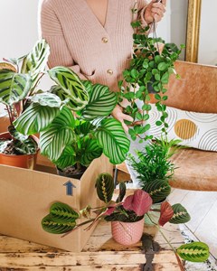 Coffret de plantes pets friendly