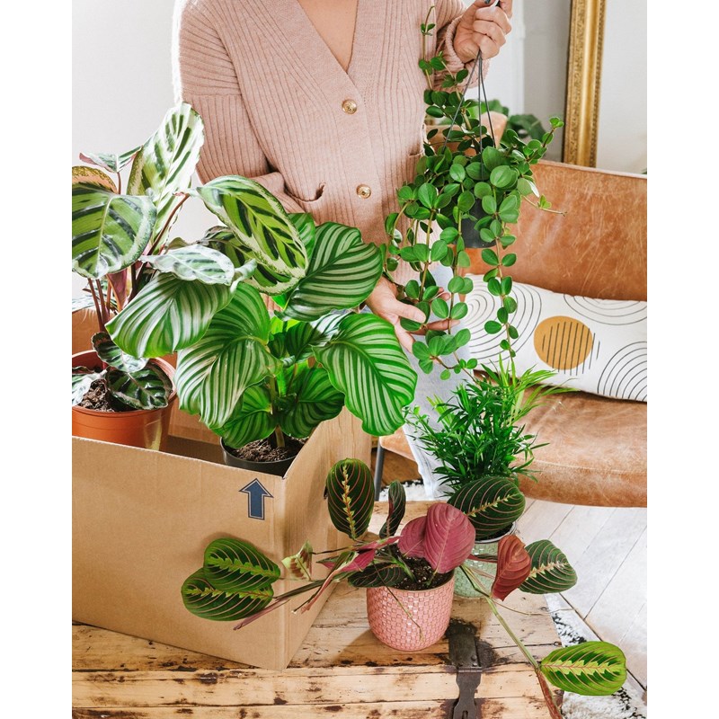 Coffret de plantes pets friendly