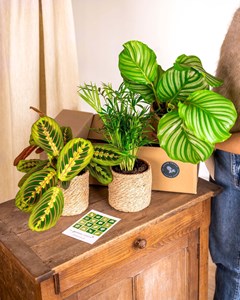 Coffret de plantes pets friendly