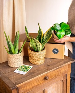 Coffret de plantes easycare