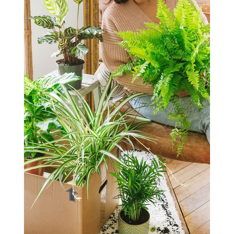 Coffret plantes dépolluantes