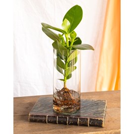 Clusia en hydroculture et son vase