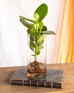 Clusia en hydroculture et son vase
