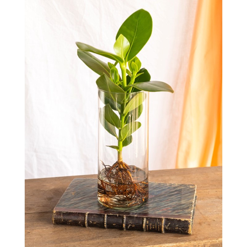 Clusia en hydroculture et son vase