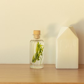 Plante immergée algue aquatique h12