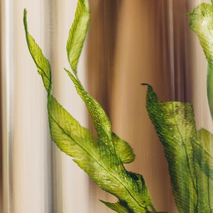 Plante immergée algue aquatique h12