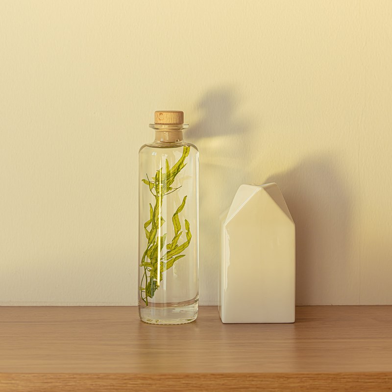 Plante immergée algue aquatique h21