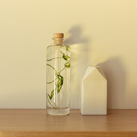 Plante immergée algue aquatique h23