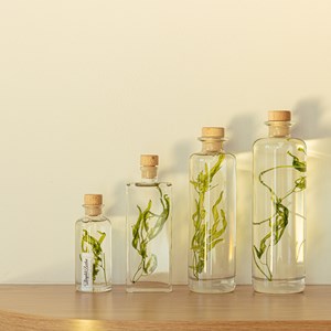 Plante immergée algue aquatique h23