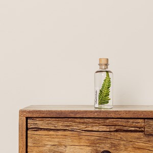 Plante immergée argyrea h12